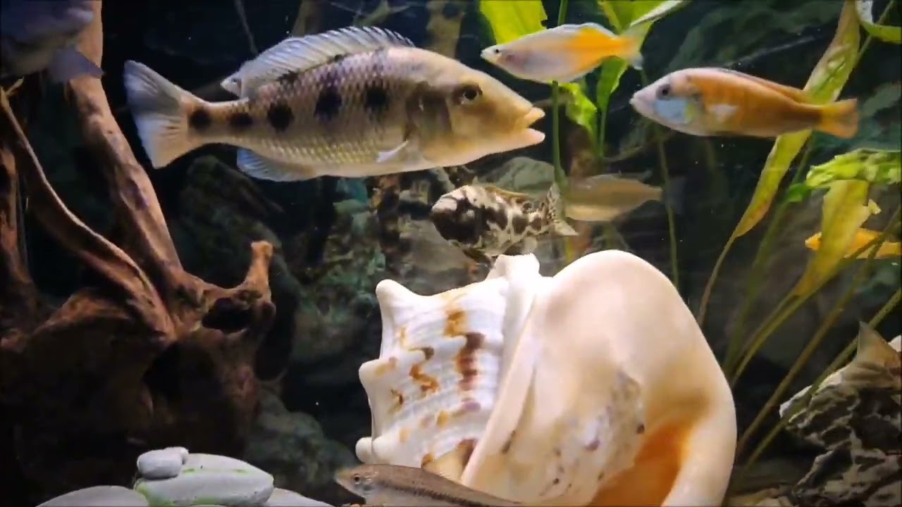 Красоту вам 🐟🙂 #аквариумныерыбки #цихлиды #артемия #красивыйаквариум 