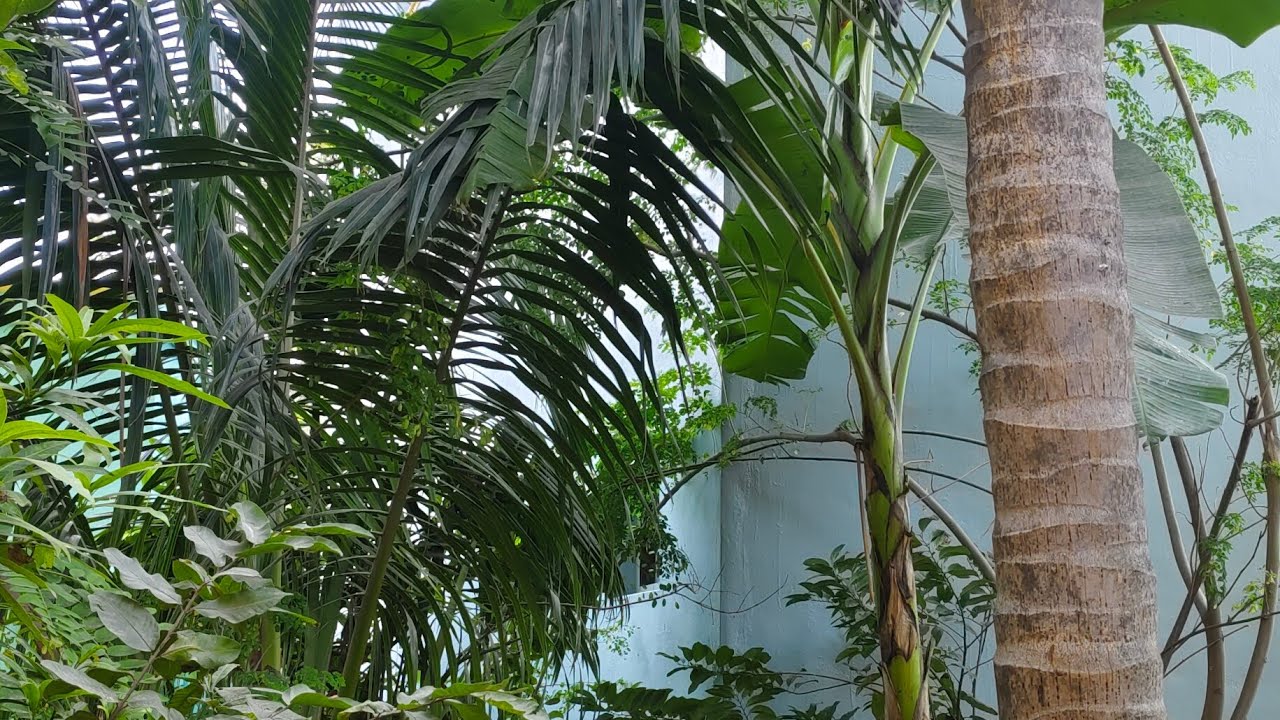My garden  SIZZLE treats RABIYA is live!