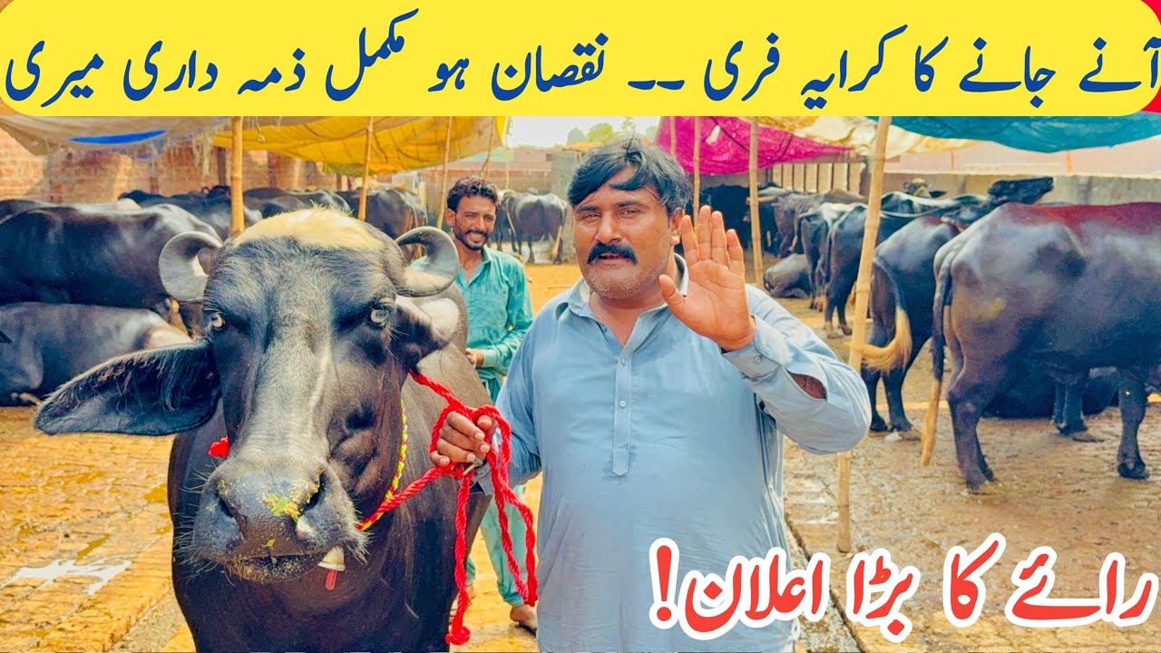 Pakistan Top Nali Ravi Buffaloes Dairy Farm Rai Aqib Javed Gabbon Jhotian Farm Nankana