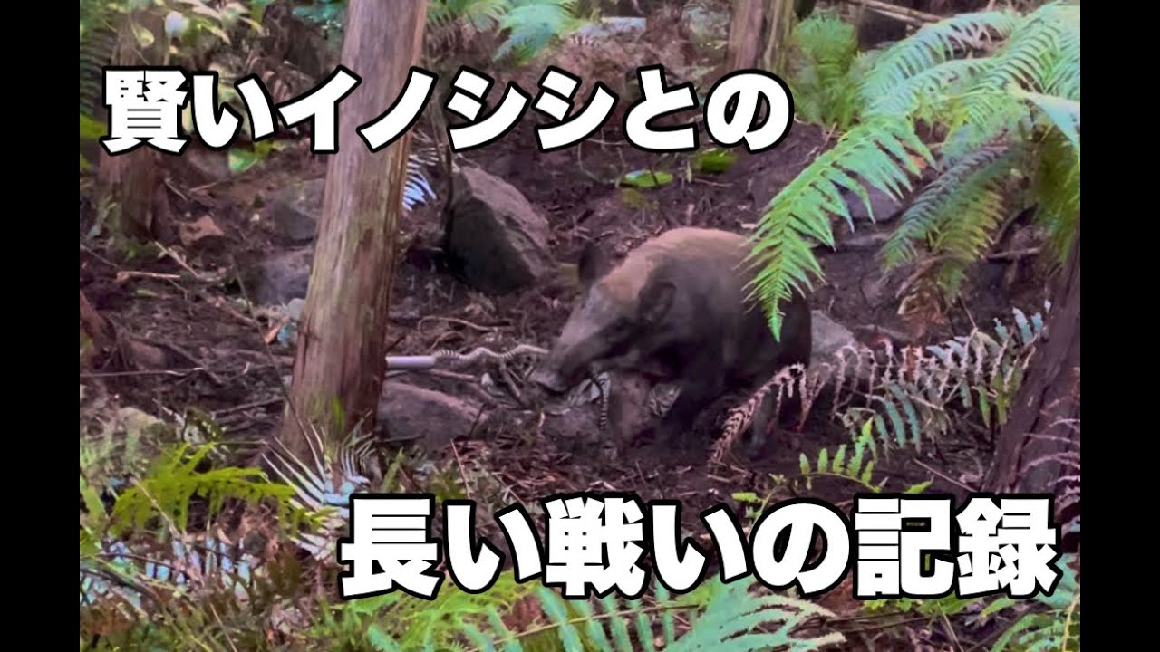 罠を見破るイノシシとの長い長い戦い
