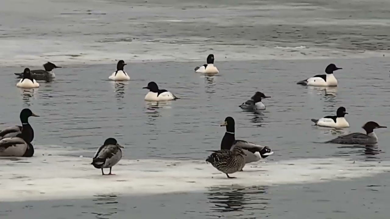 A Little Bit Of This- n-That Wildlife #wildlife #outdoors #viral #trending #foryou #enjoy #nature 
