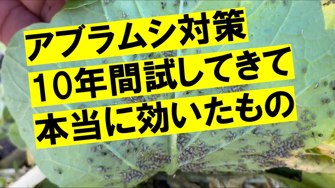 結局これ以外のアブラムシ対策は、すべてやめました。