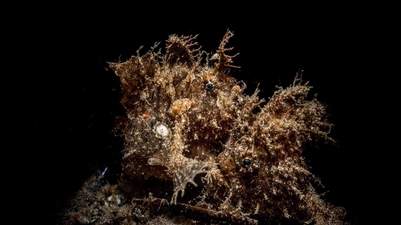 Pair of Nudiantennarius subteres