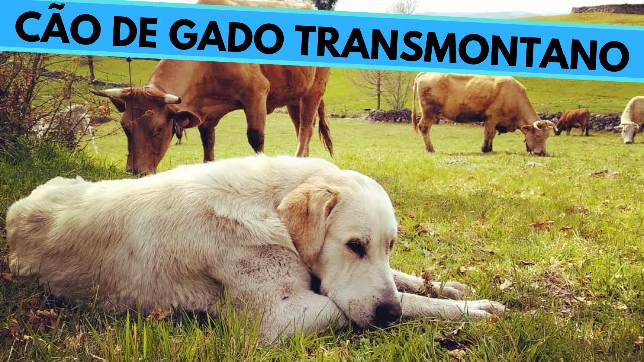 Cão de Gado Transmontano - Transmontano Mastiff - Facts and Information