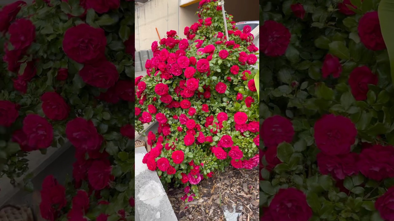 😍 Roses during summer in Switzerland #induarts #youtubeshorts #rose #garden #shorts #redrose
