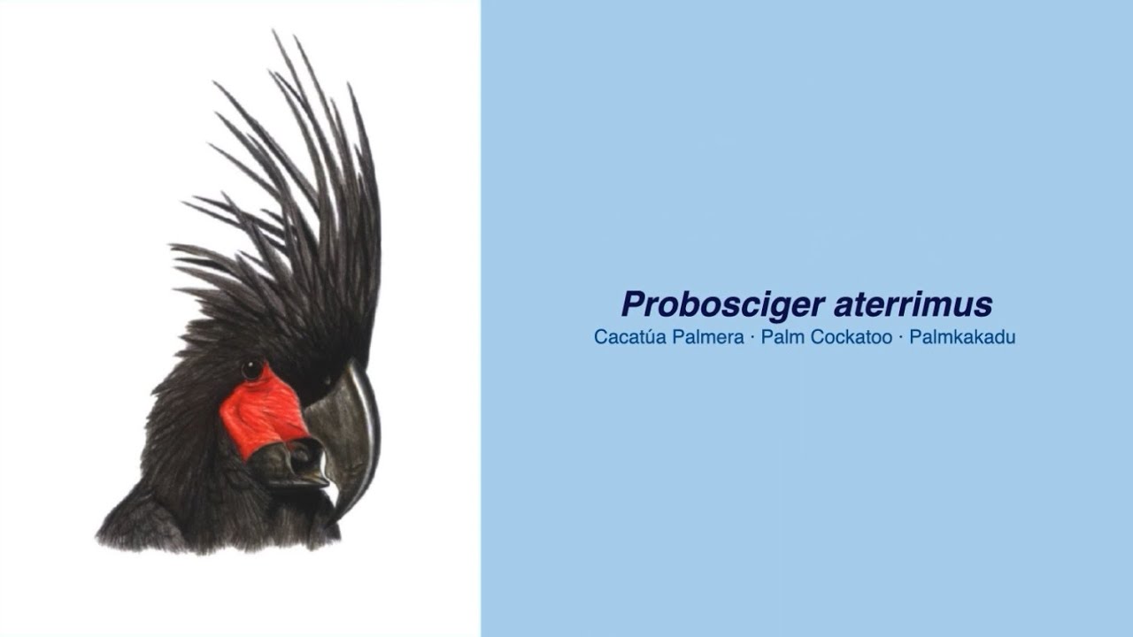 350 Parrot Species - #53 Probosciger aterrimus