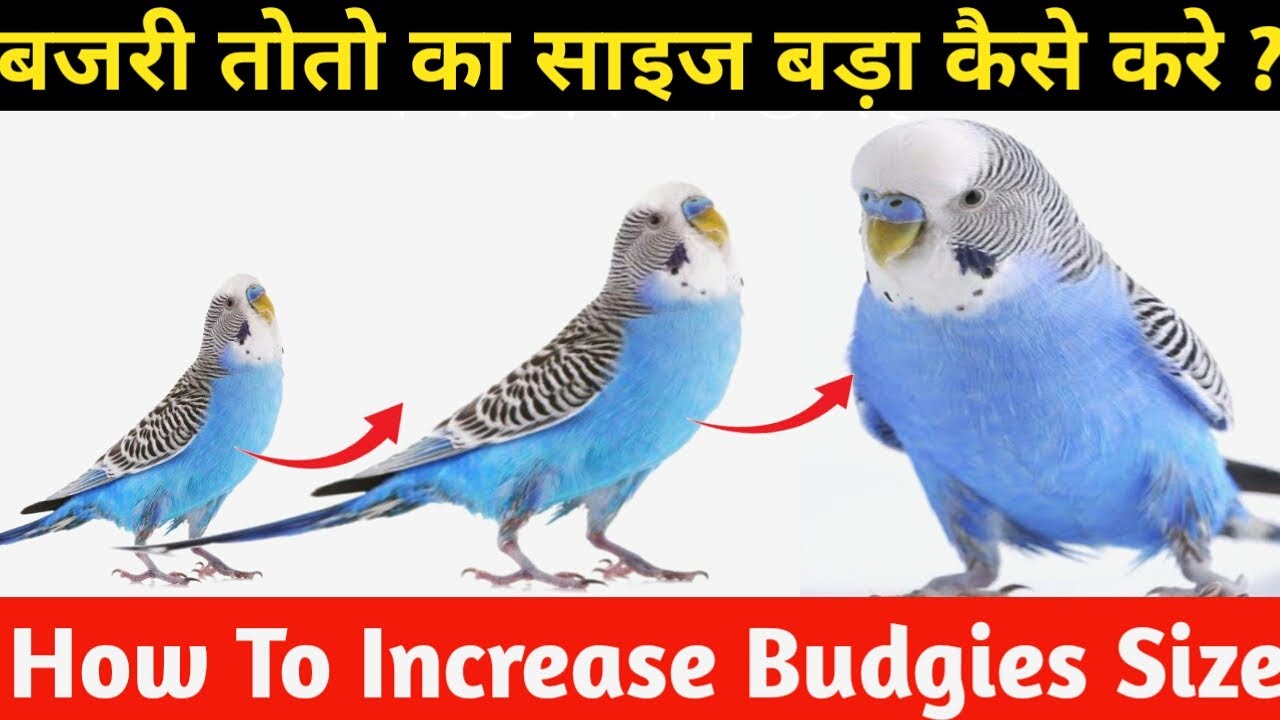 How To Increase Budgies Size | Bajri Toto Ka Size Kase Badhaen | Birds Size Increase kaise karen