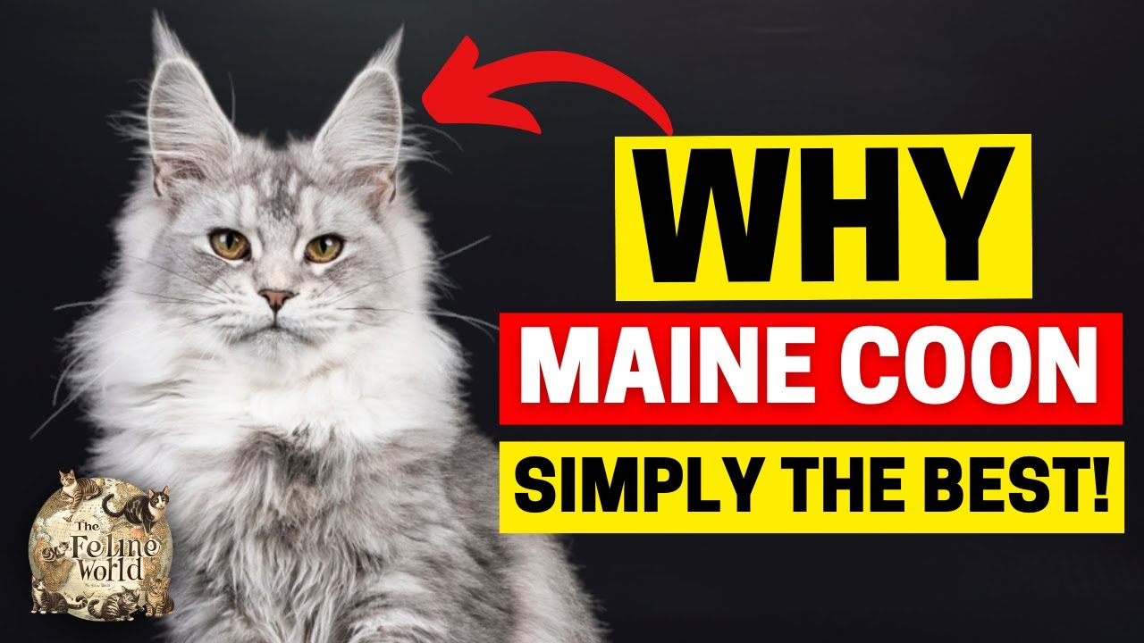 15 Irresistible Reasons to Get a Maine Coon Cat!