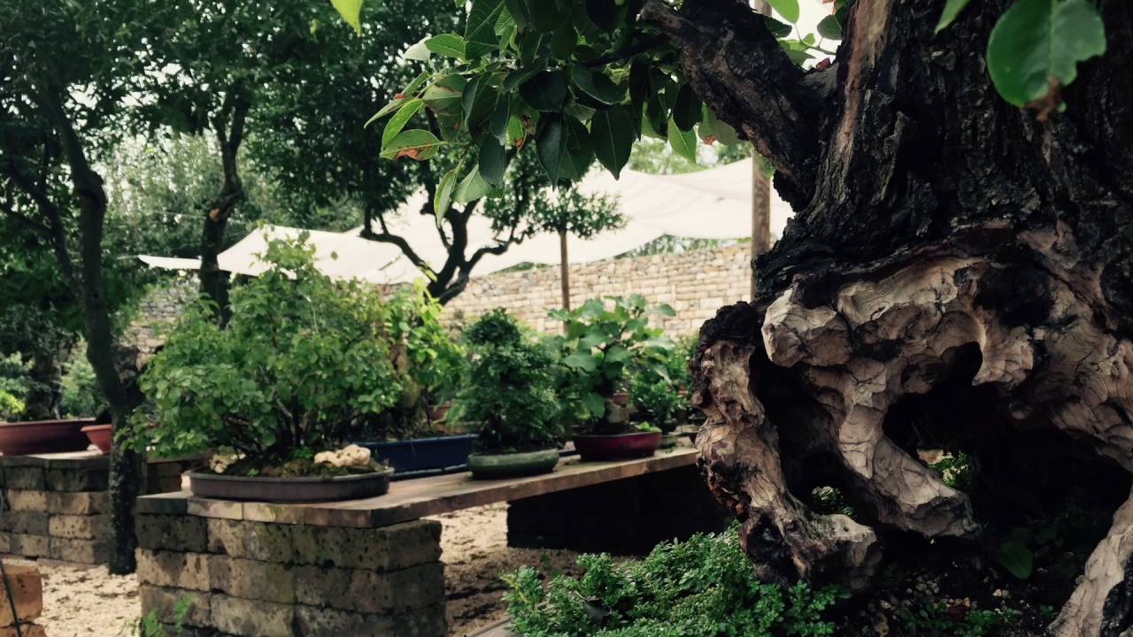 Centro Bonsai Pollice Verde