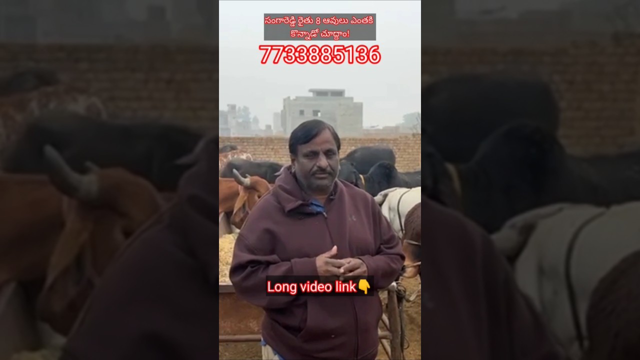 చలికి తగ్గిన ఆవుల ధరలు 👉 