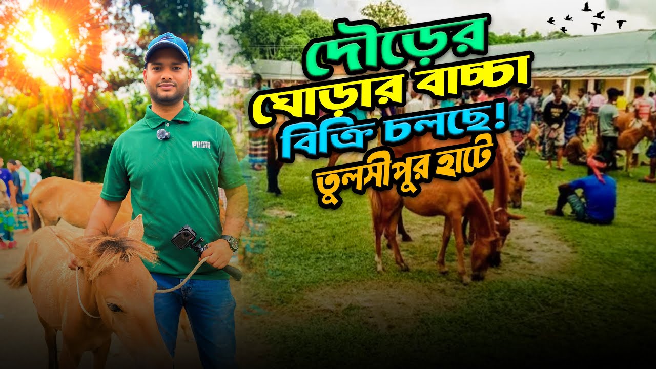 দৌড়ের ঘোড়ার বাচ্চা কিনুন | তুলসীপুর ঘোড়ার হাট ২০২৫ | ঘোড়ার বাজার