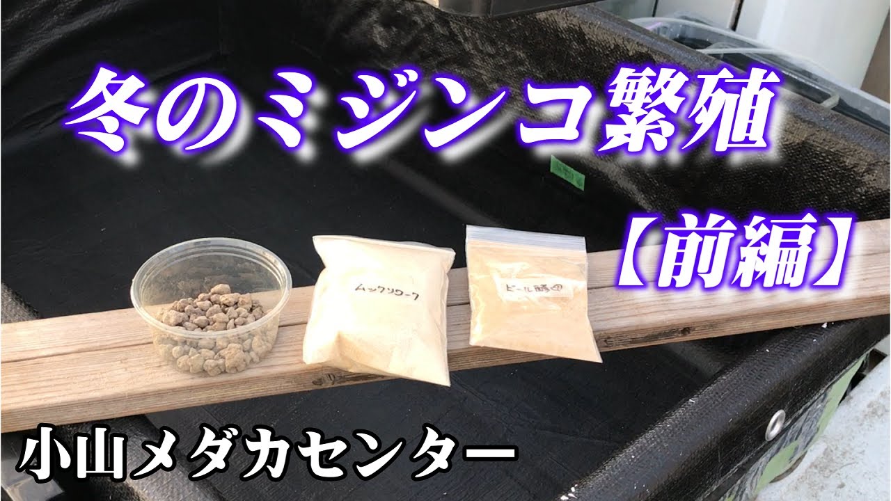 （メダカの餌）冬のミジンコ繁殖【前編】