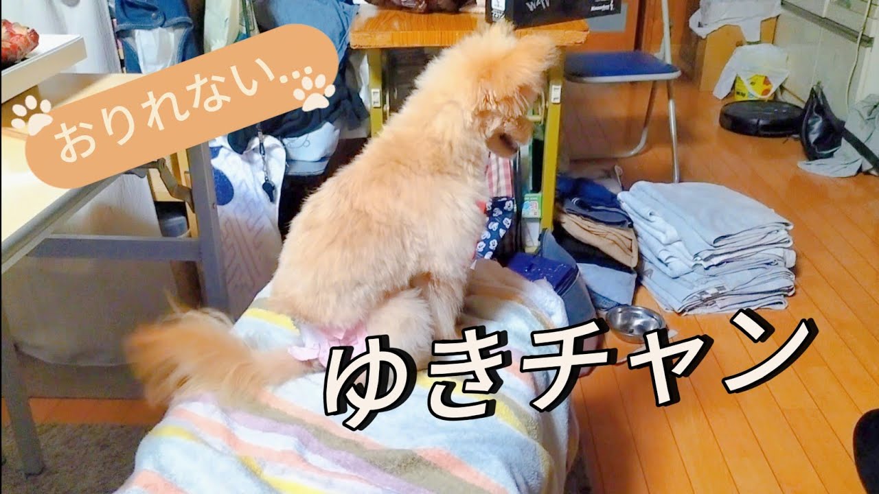 【2024年】飼い主さんの所に行きたいゆきちゃん‼️
