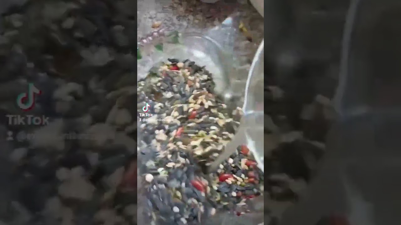 parrot food | parrot diet | what to feed parrots | parrot nutrition | parrot diet