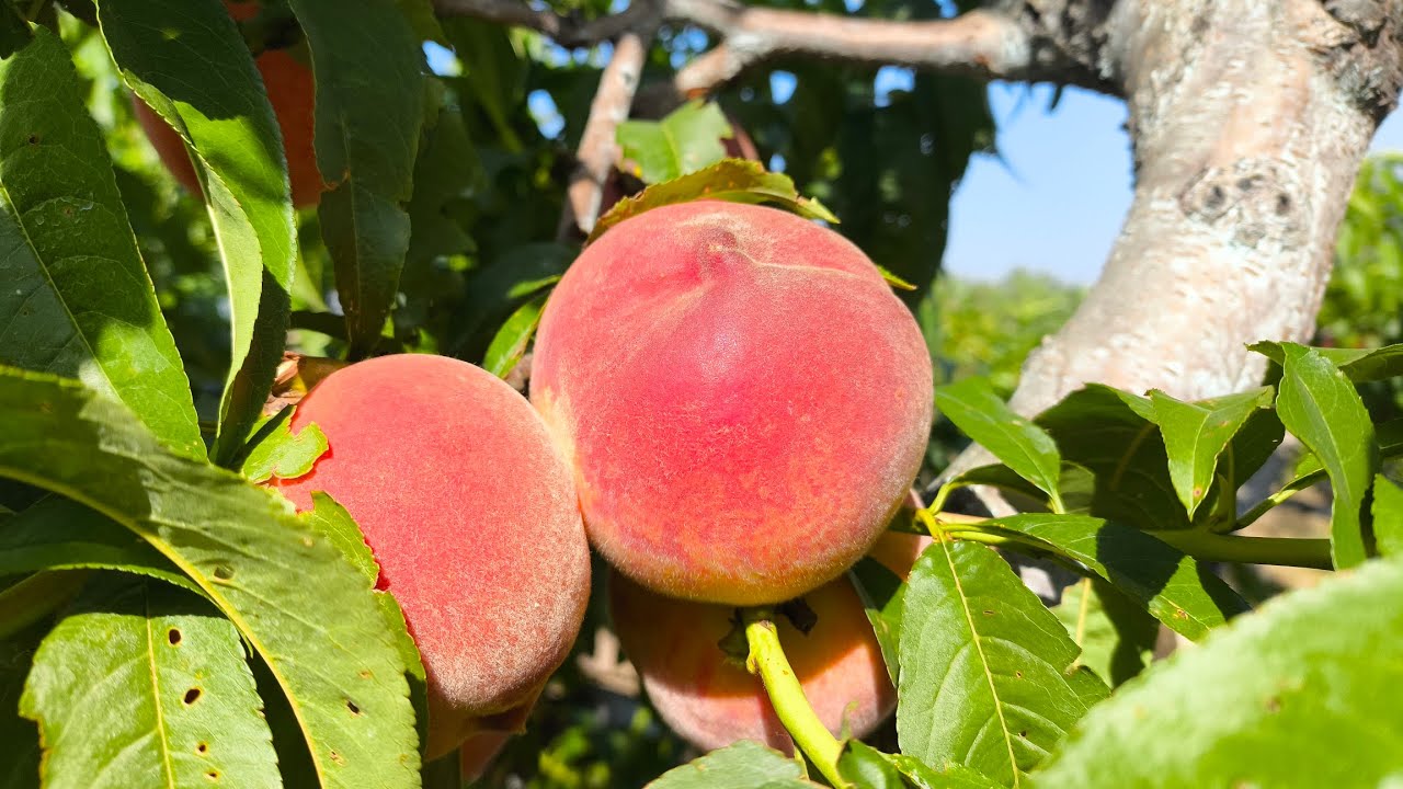 Персик Кондор. Peach Candor. Кращий промисловий сорт, який подобається усім