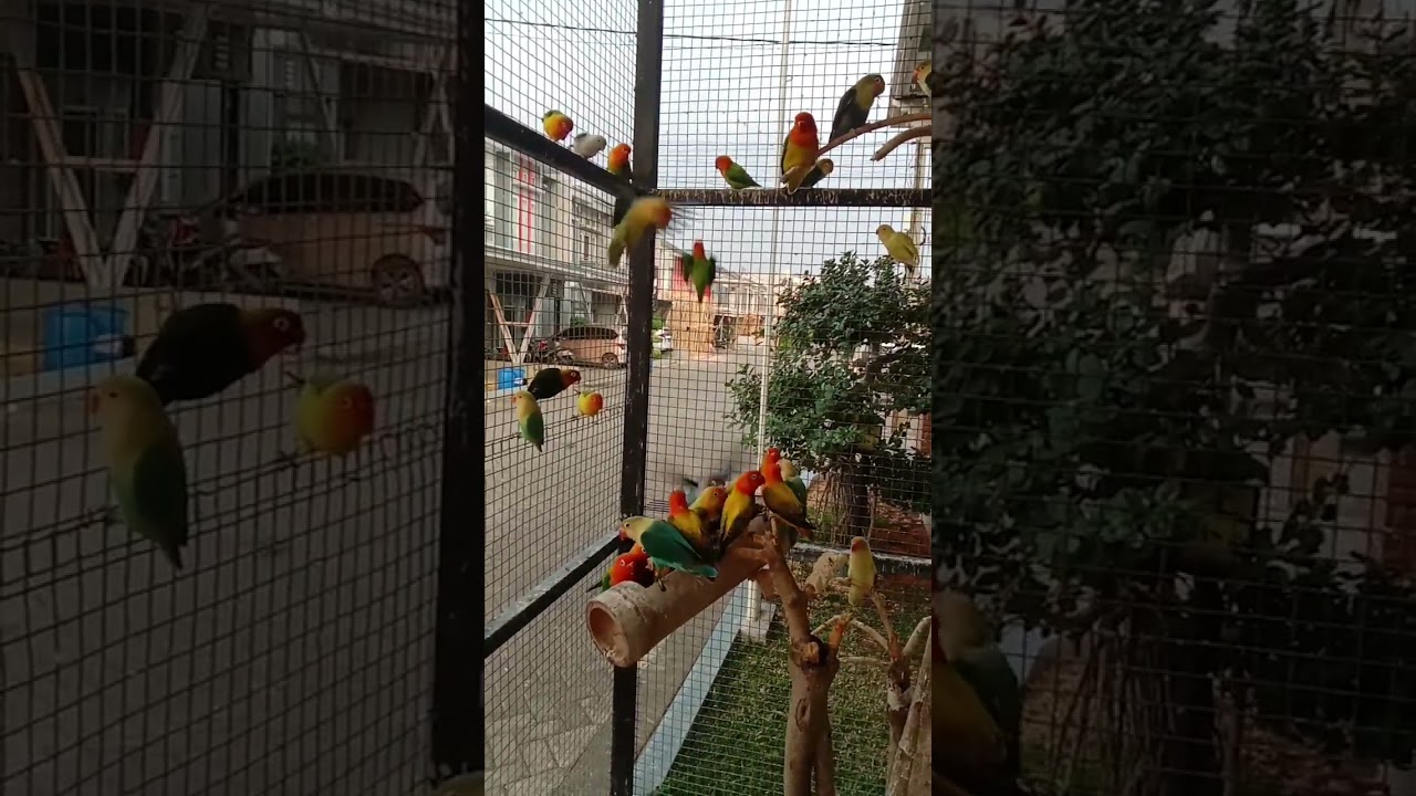 Lovebird koloni / mini Aviary Lampung