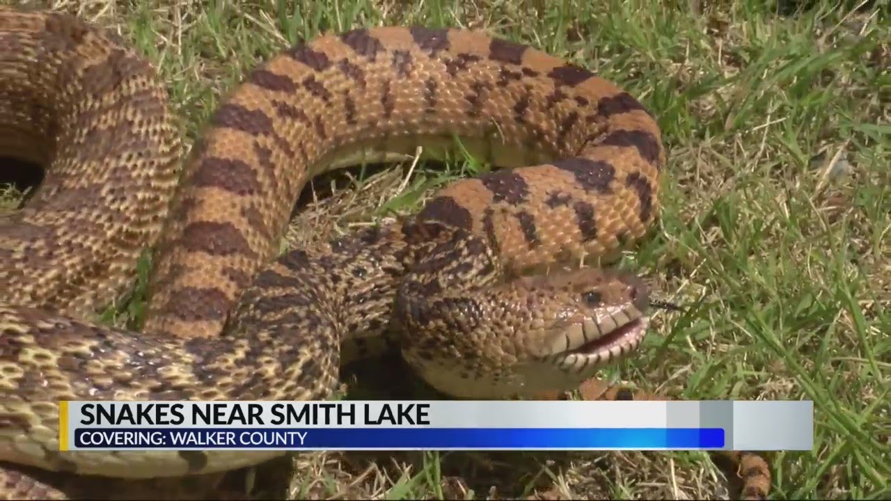 Snakes near Smith Lake