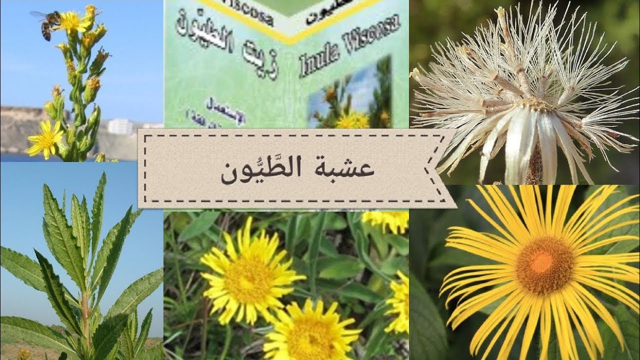 عشبة الطيون فوائدها الصحية للإنسان والنبات ومخاطر ومحاذير  استعمالها. #الطيون #الطّيون