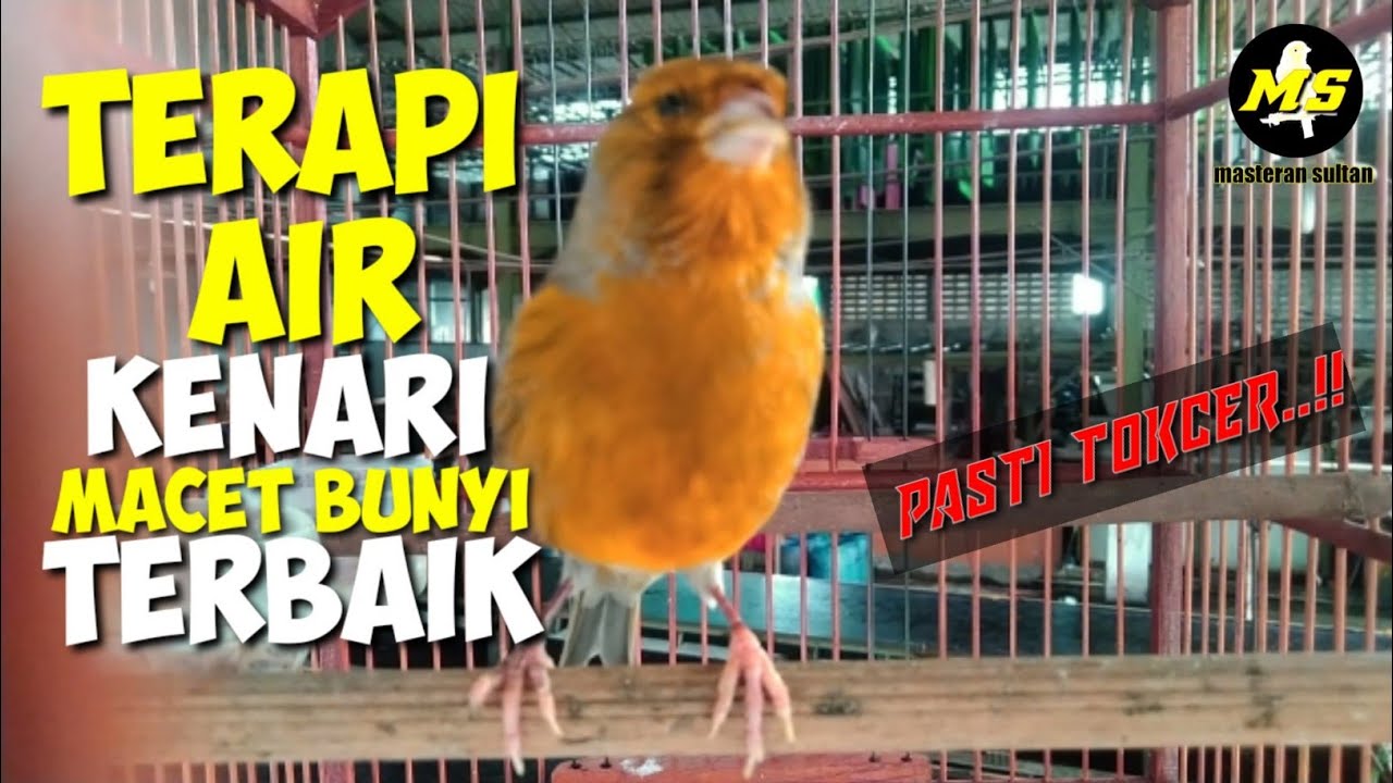 TERAPI AIR KENARI MACET BUNYI TERBAIK