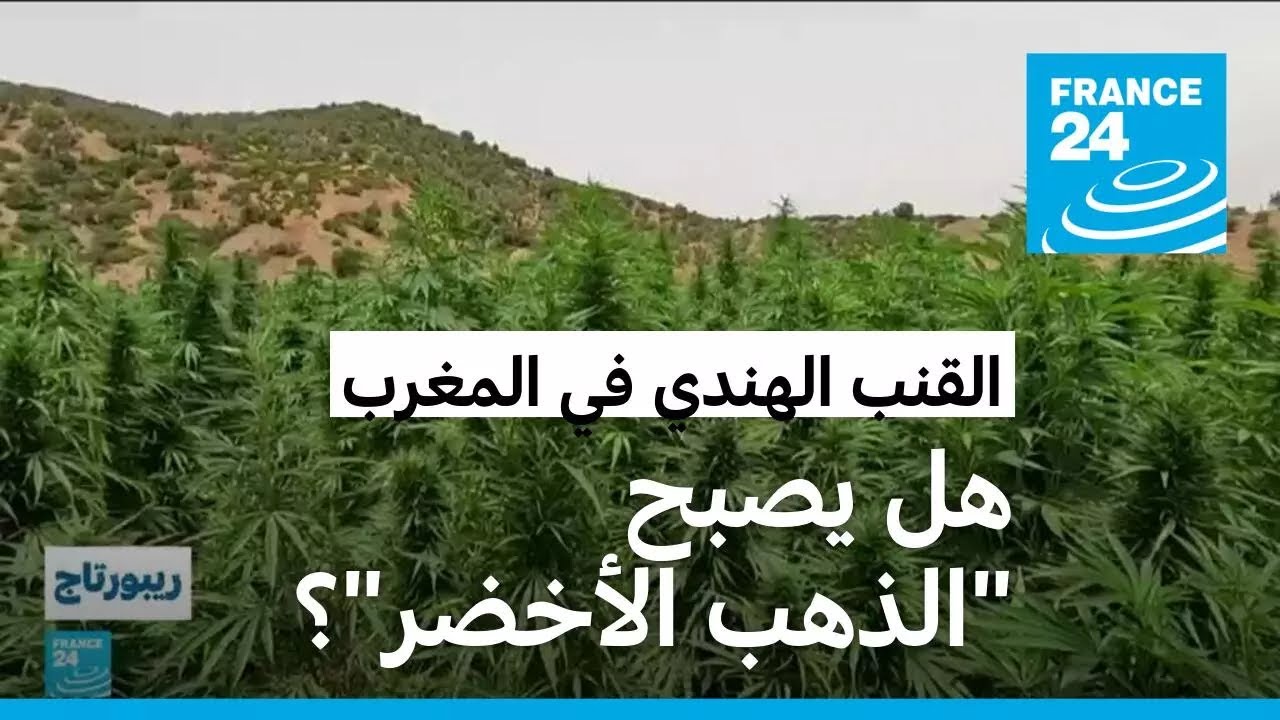 تشريع القنب الهندي في المغرب.. ما الذي تغير بالنسبة للمزارعين؟