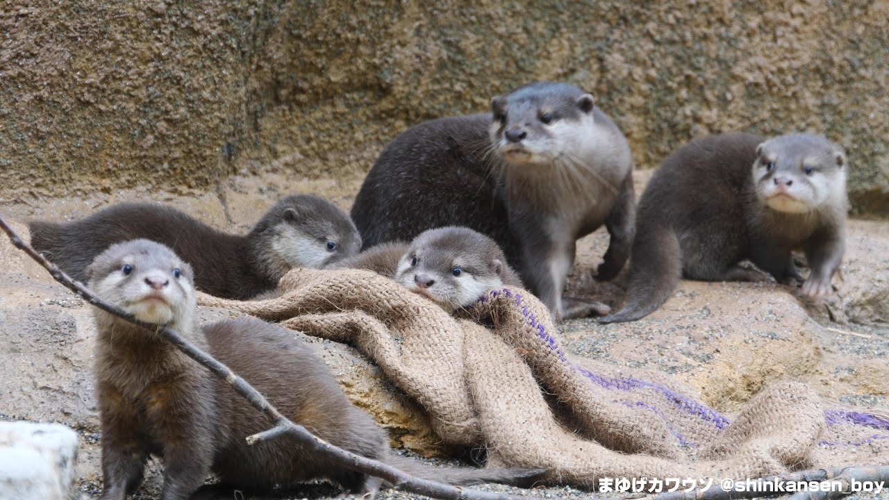 那須どうぶつ王国　コツメカワウソのちびウソ公開 2020/6/29 (Asian small-clawed otter at Nasu Animal Kingdom in TOCHIGI)
