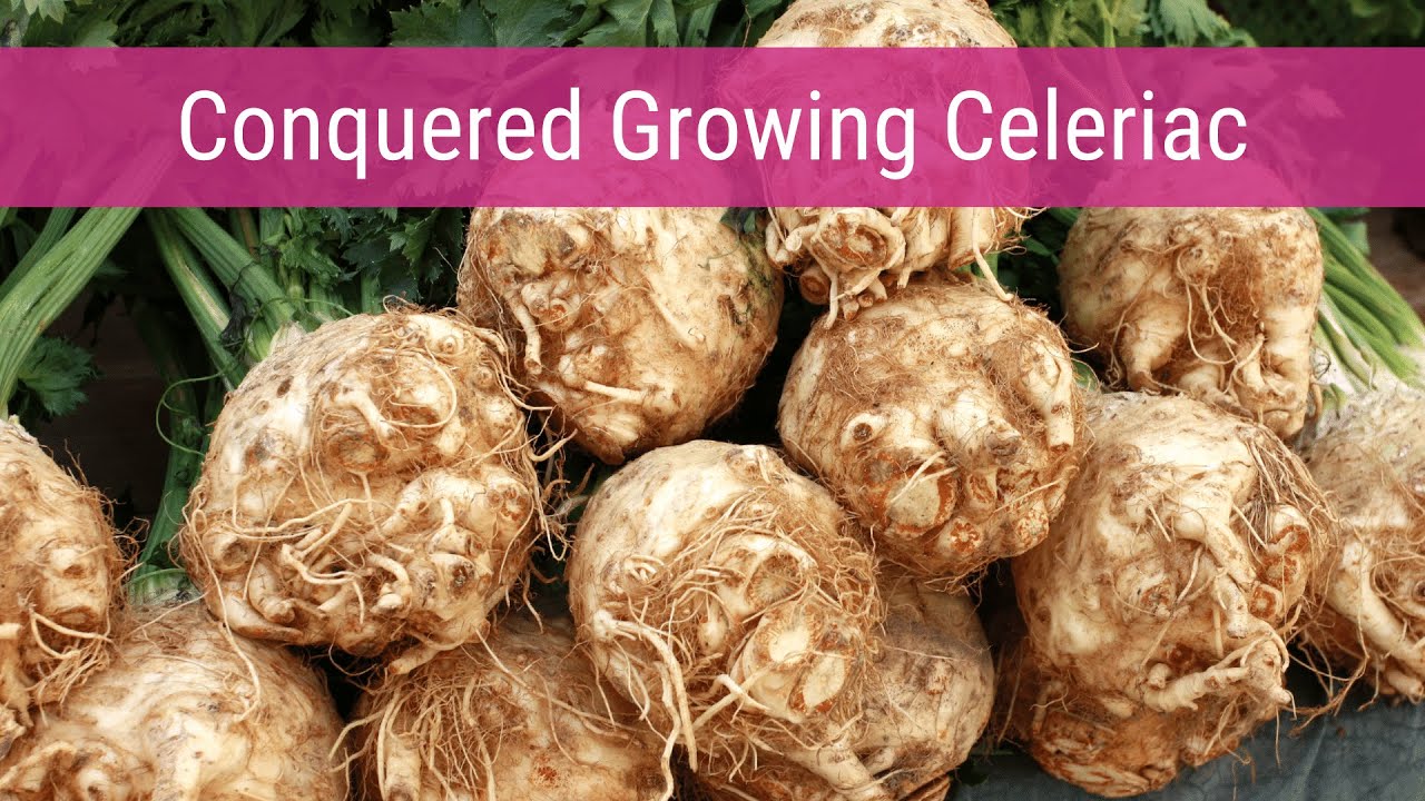 Finally Successful Growing Celeriac