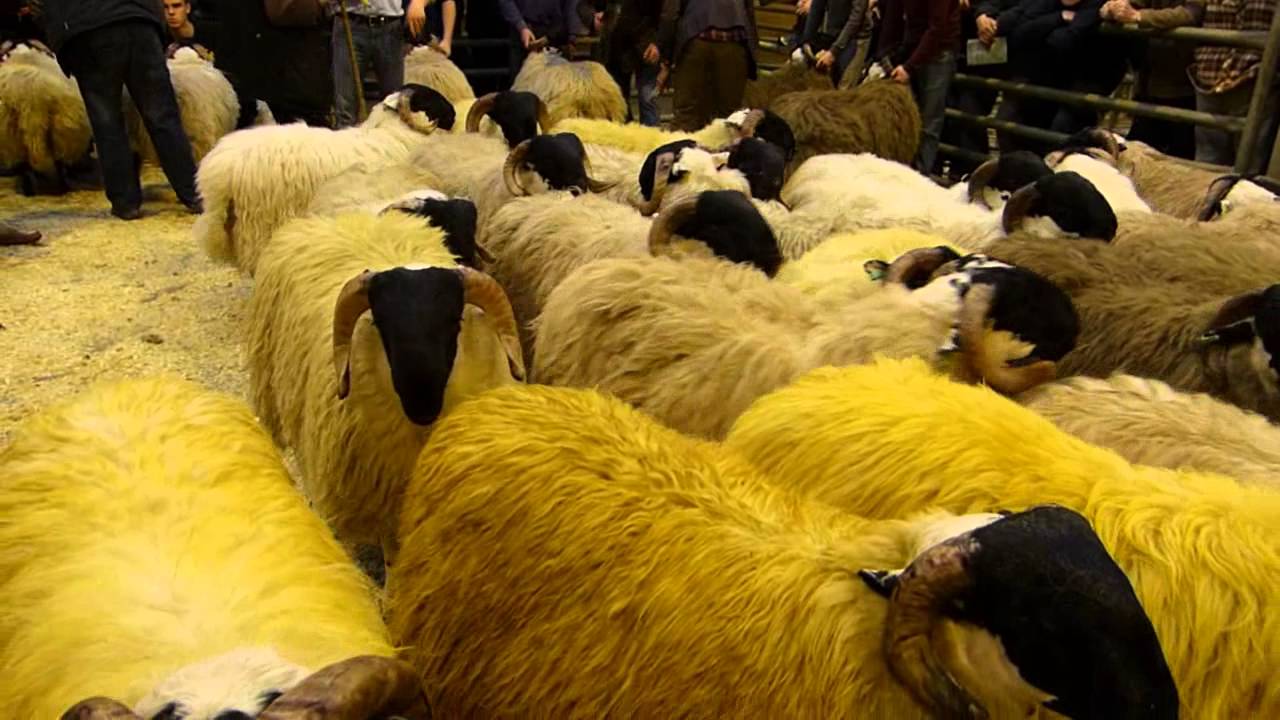 Mourne Ram Sale (Lamb Class)