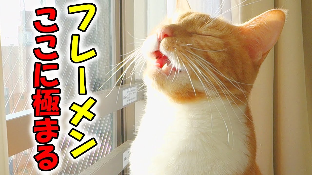 猫が見せた極上のフレーメン反応【おもしろ】 / funny cat showing flehmen response