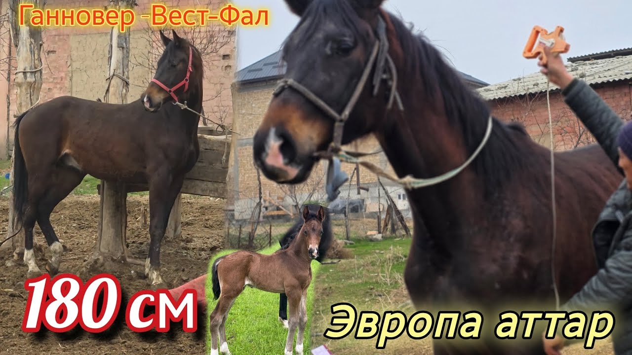 ГЕРМАНИЯДАН КЕЛГЕН АТТАР😱БИЙИКТИГИ 180 см