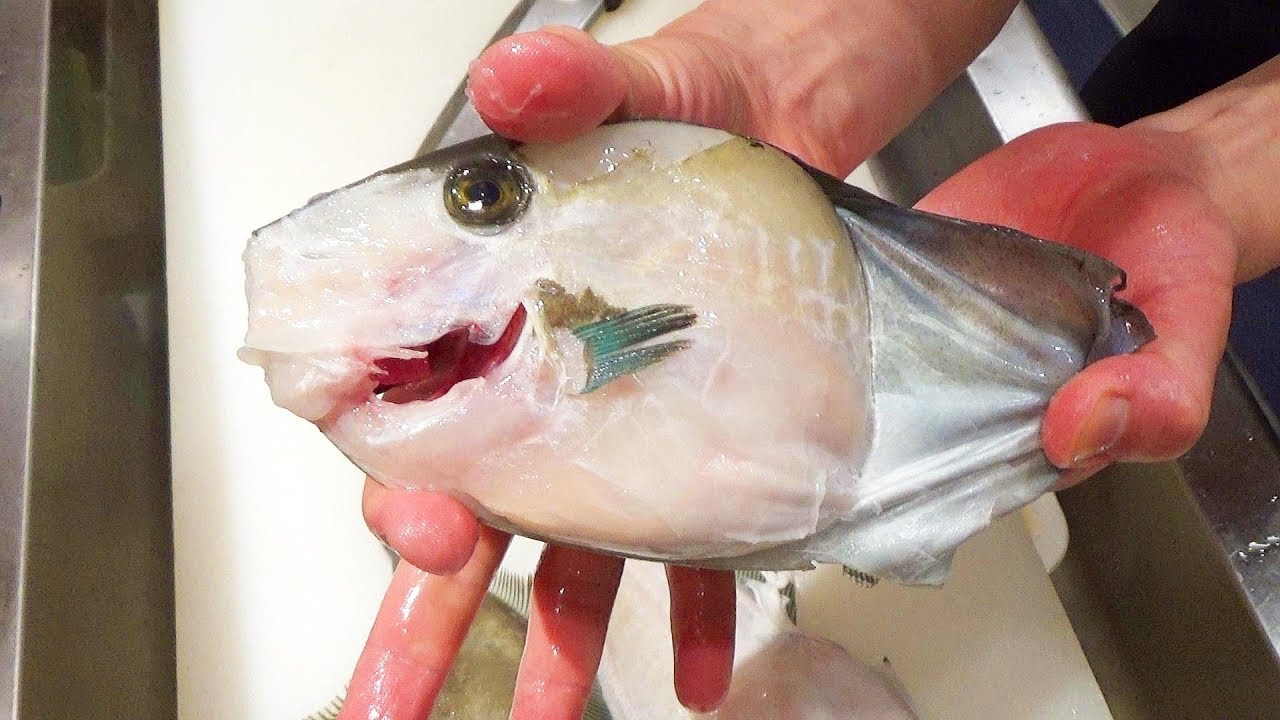 이 생선의 XX로 만든 간장으로 사시미를 먹었더니 충격적인 맛이었다 How to Fillet and Eat Filefish | Filefish Sashimi