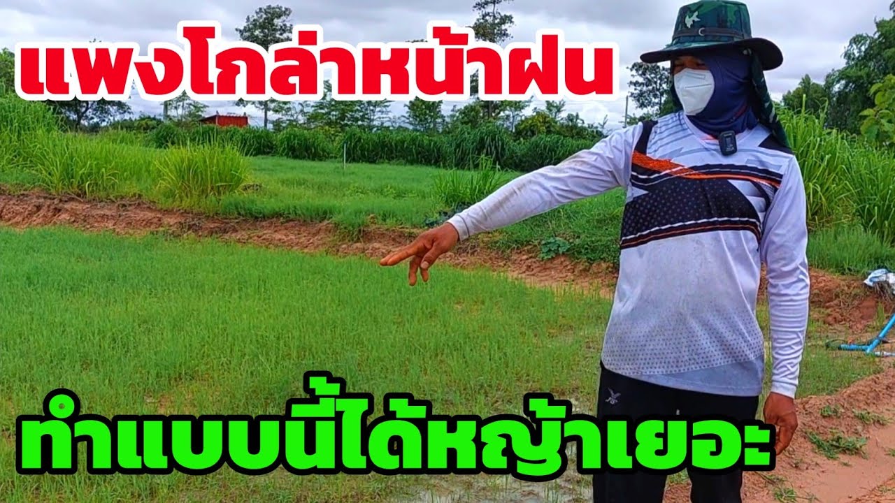 ปลูกหญ้าแพงโกล่าหน้าฝน ทำแแปลงแบบนี้ จะได้หญ้าปริมาณเยอะ
