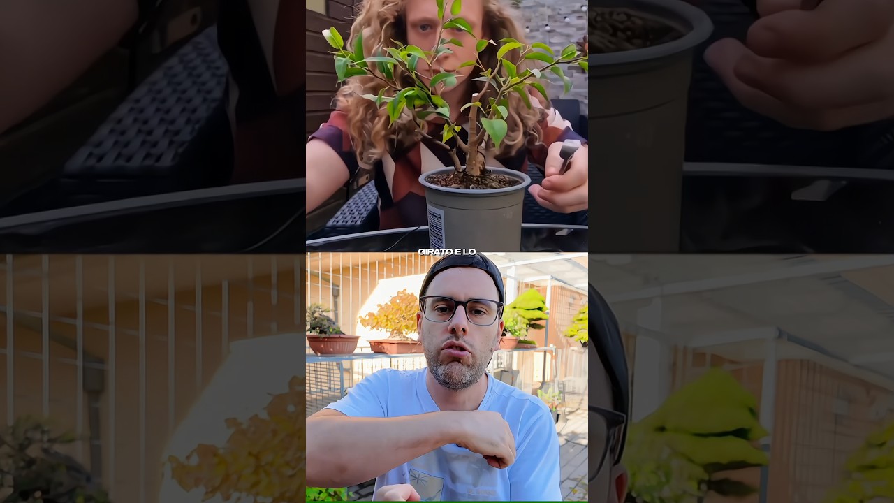 Il Maestro Dei Ficus Bonsai