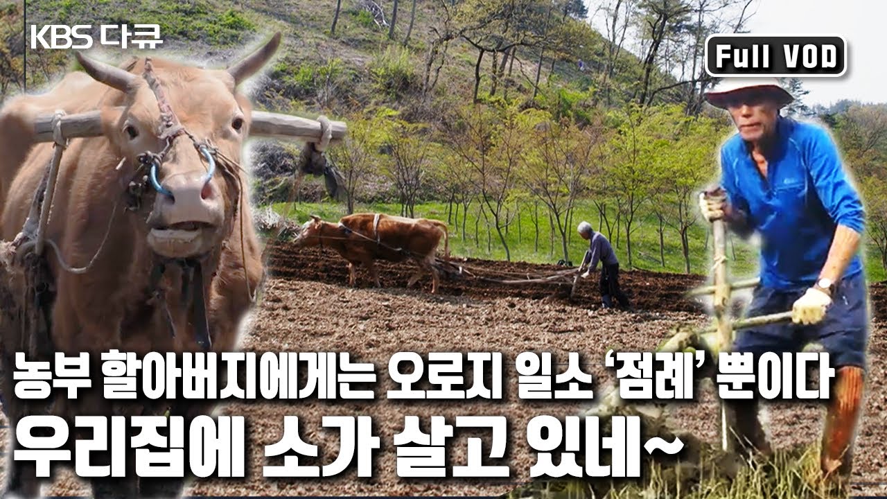🐮8살 고집불통 일소 '점례'와 베테랑 농부의 동거기 | 다큐공감 '우리집에 소가 살고 있네’ (KBS 20150613 방송)