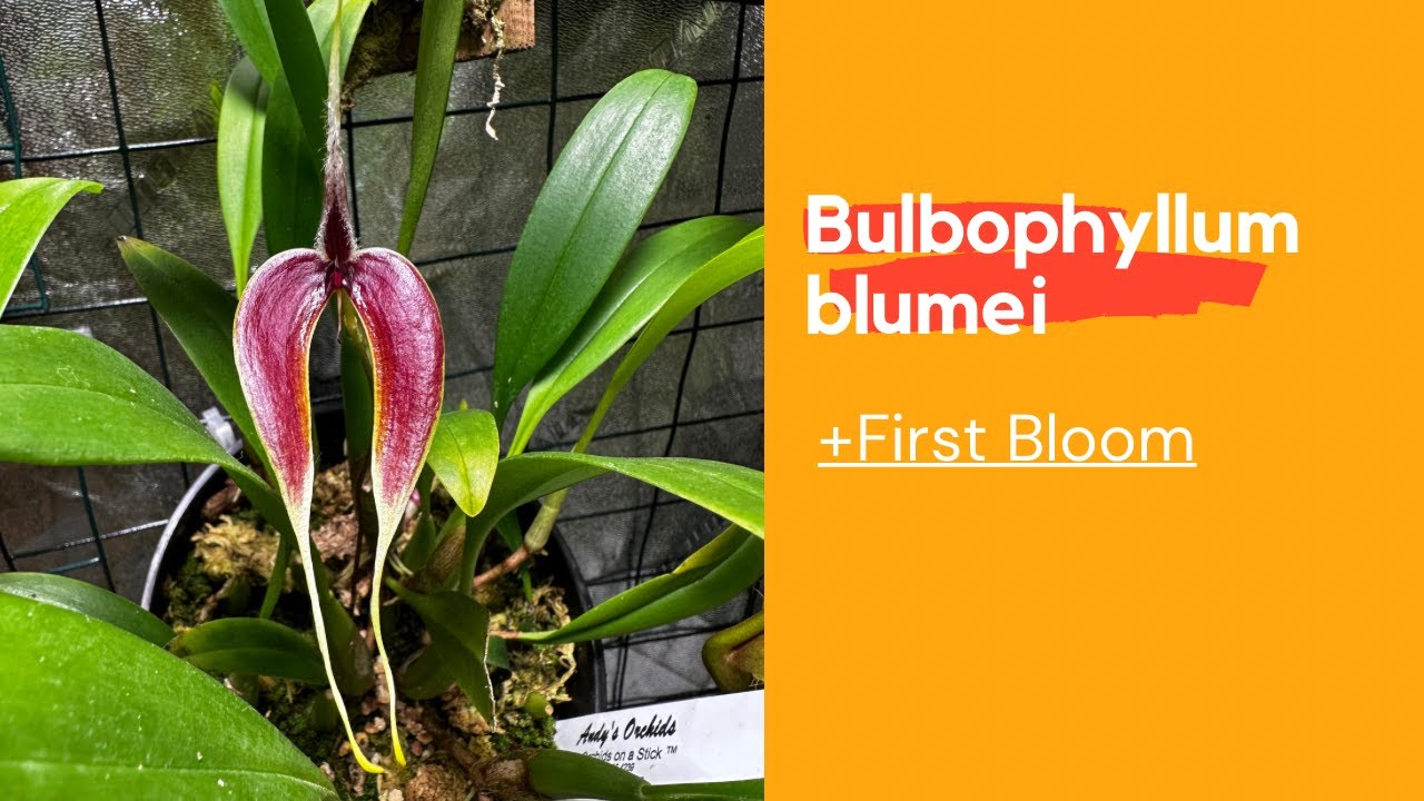 Bulbophyllum blumei First Bloom!