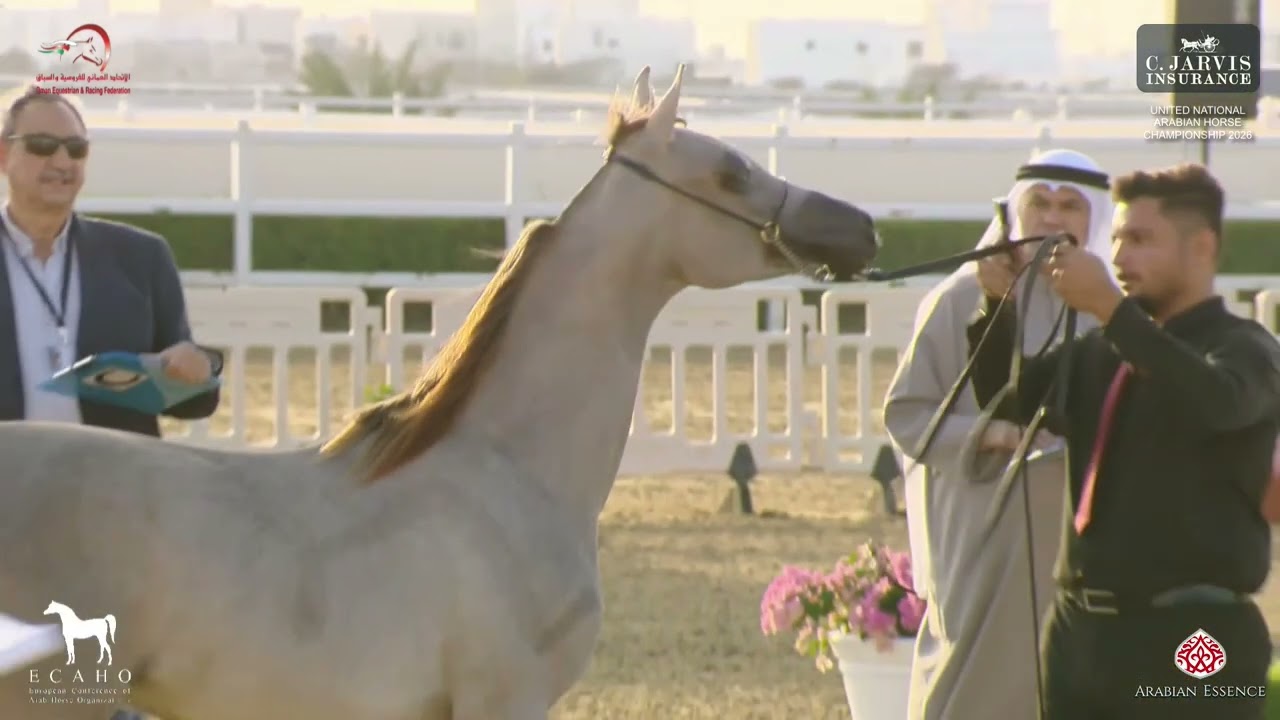 United National Arabian Horse Championship 2026   Class 2