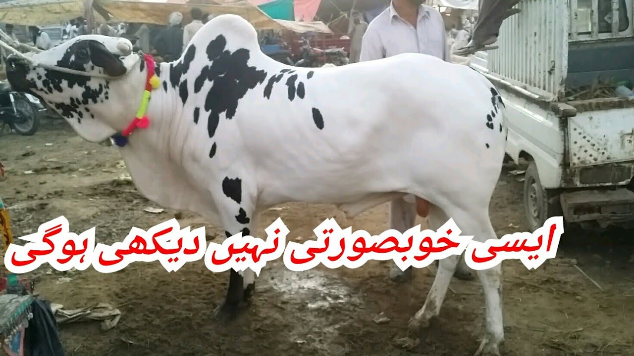 Fatehjangi bulls of Islamabad cow Mandi Masha Allah