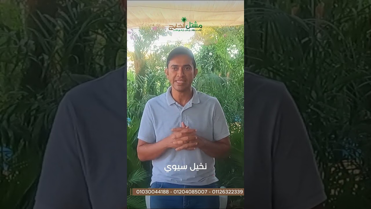 مشتل الخليج | كل شئ عن النخل السيوي!