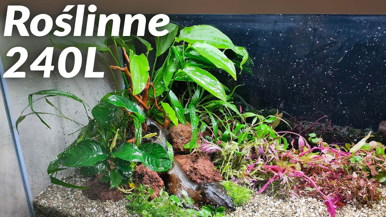 Akwarium roślinne 240L zakładanie
