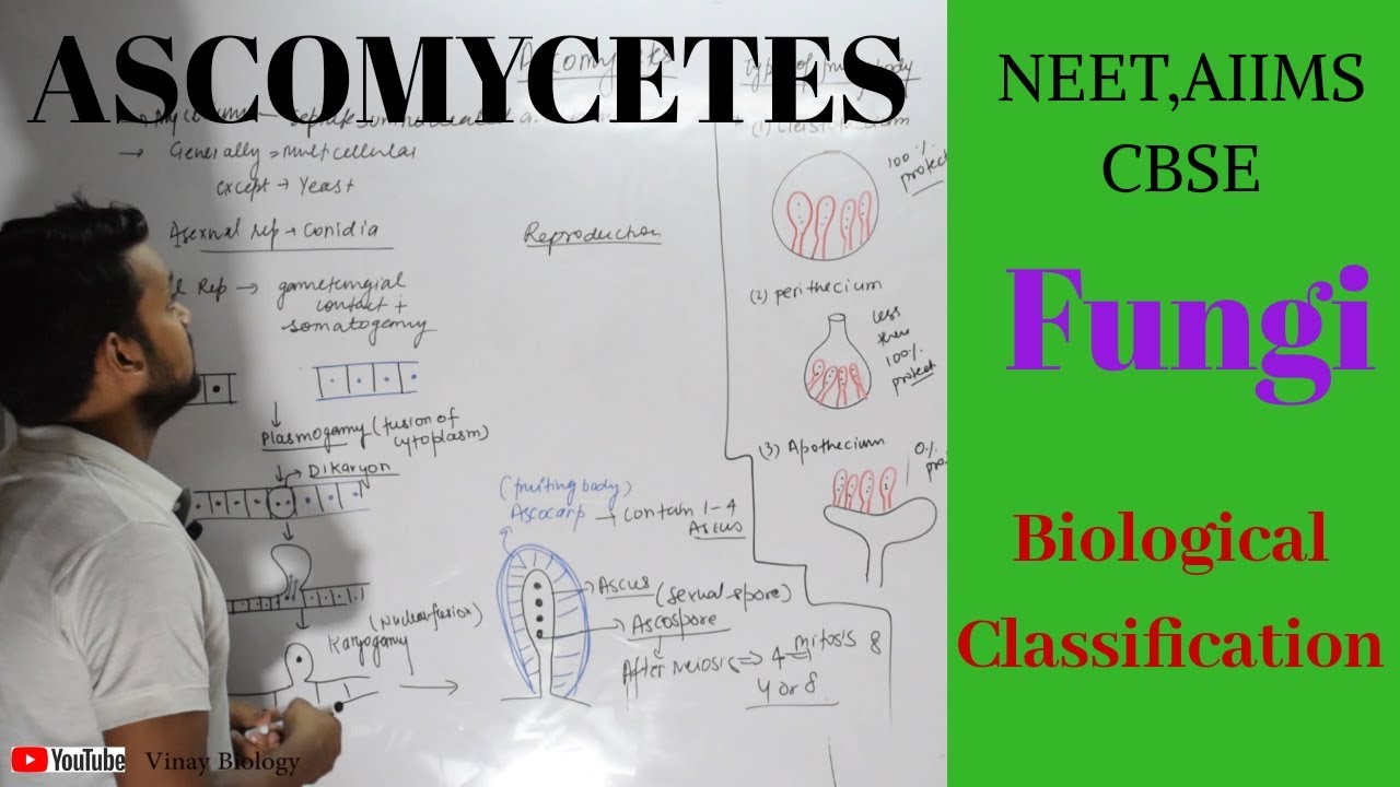 Ascomycetes || Fungi-Biological classsification || Vinay Biology