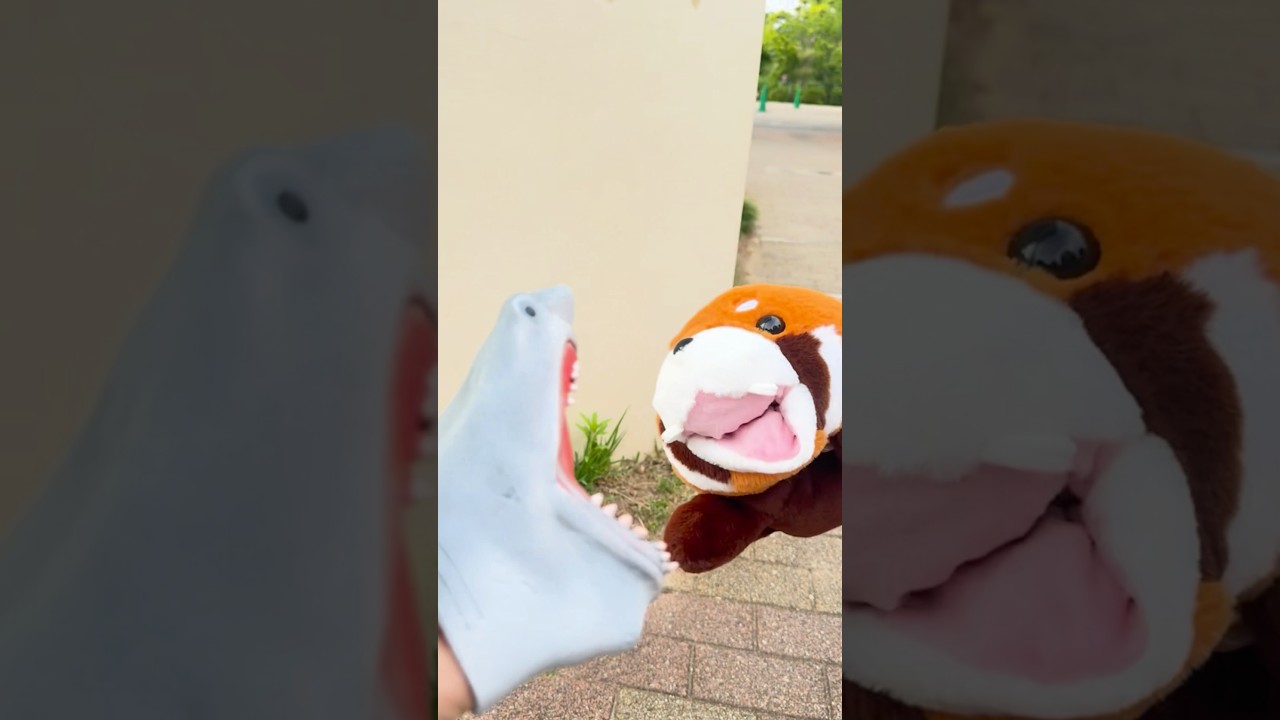 Shark meets Red Panda