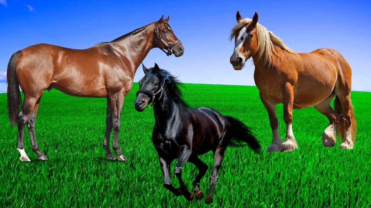 Horses on the farm -Horse neighing-Animal sound horse-Farm animals