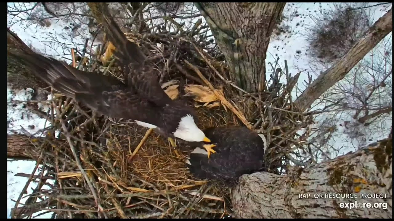 Decorah North Eagles: Intruder  (explore.org 12 18 2025)