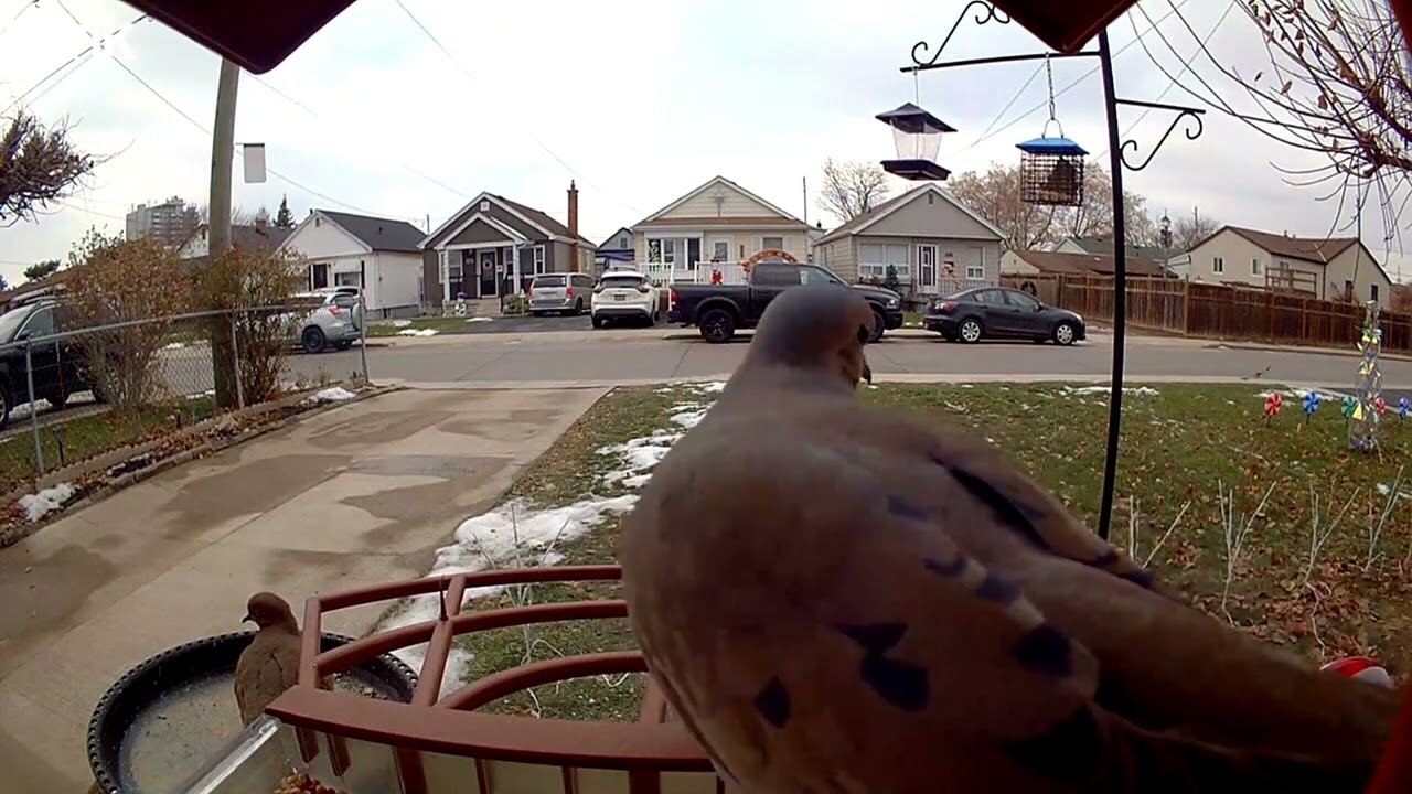 “Stillness Has Wings—Meet the Mourning Dove”