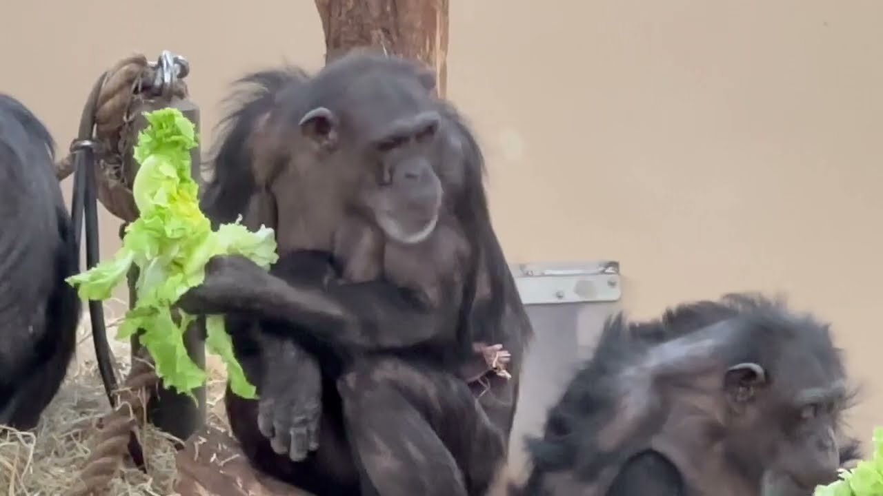 Baby Chimpanzees with their Mother - Part 2