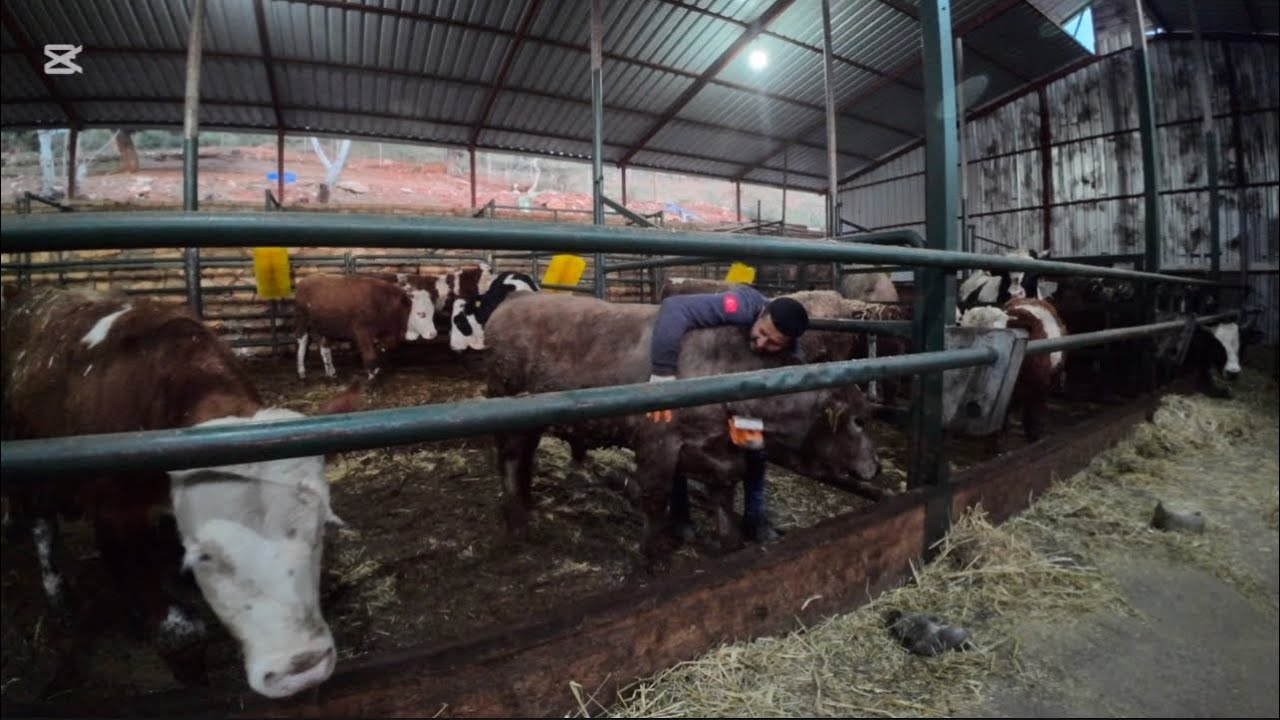 Çiftlikte değişiklik -#dana #besi