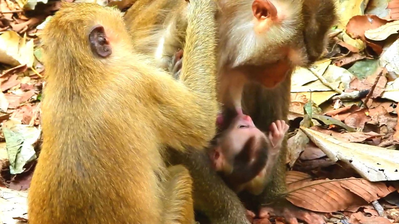 Lovely Gorgeous Baby Monkey, Rainbow Visits Her New Baby Brother and Gently Grooms Mama
