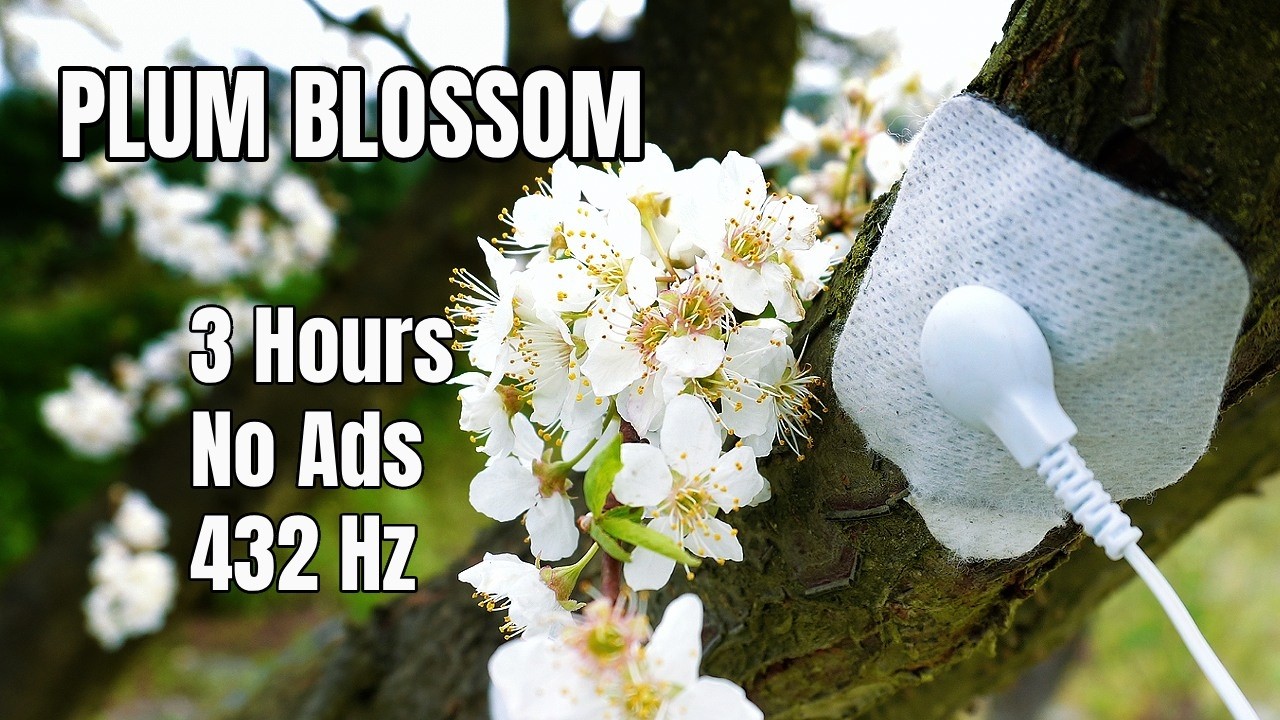 3 Hours Listening to Plum Blossom | 432Hz Living Sound (No Ads)