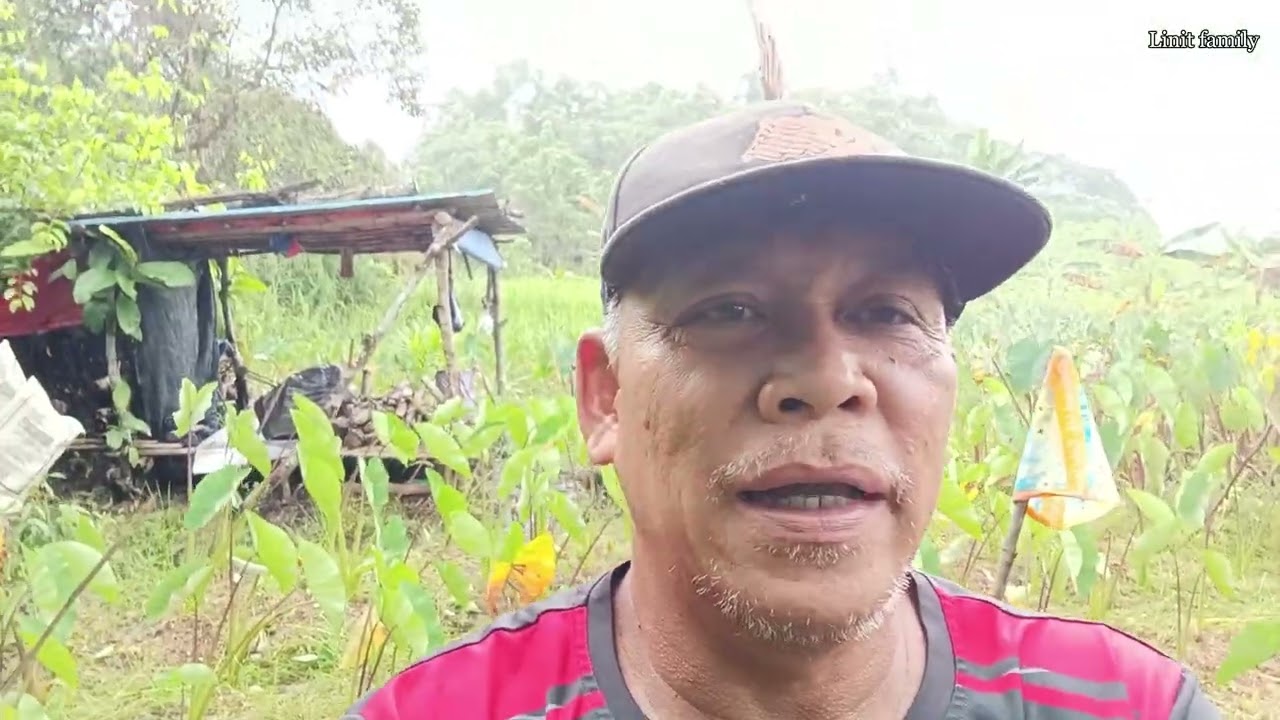 Kebun keladi jadi semak samun kerana hujan beterusan// buang rumput serta ambil rebung