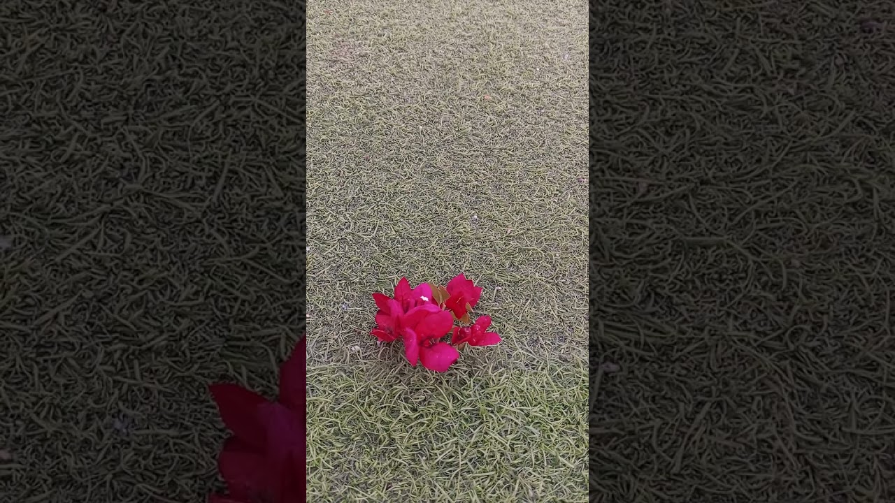 الحب ,,, جلسله من جلسات  همسات الجسد مع أحد السيدات 