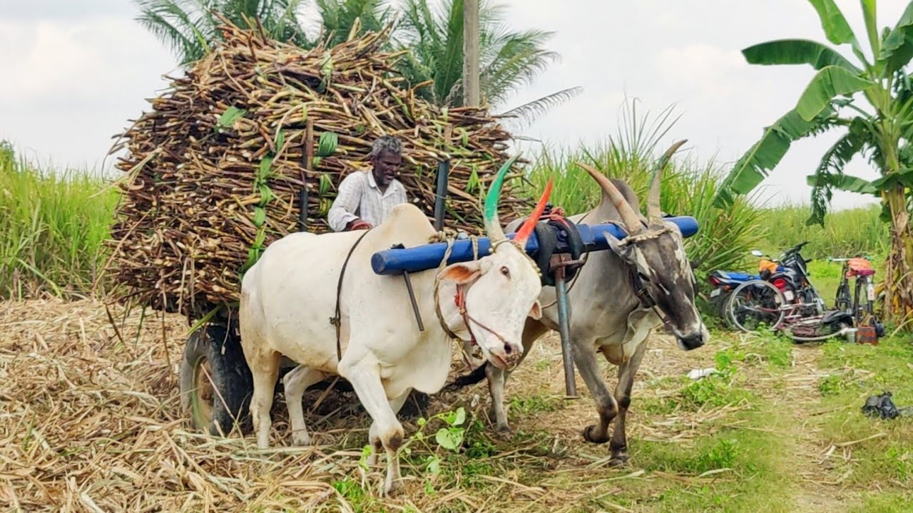 Bullock cart stuck in mud ride | Bullock cart heavy load sugarcane | cow & oxen videos #cow #cowboy